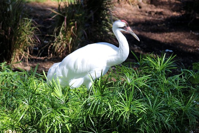The San Antonio Zoo has been working to replenish the whooping crane population since the 1960s. - COURTESY OF SAN ANTONIO ZOO