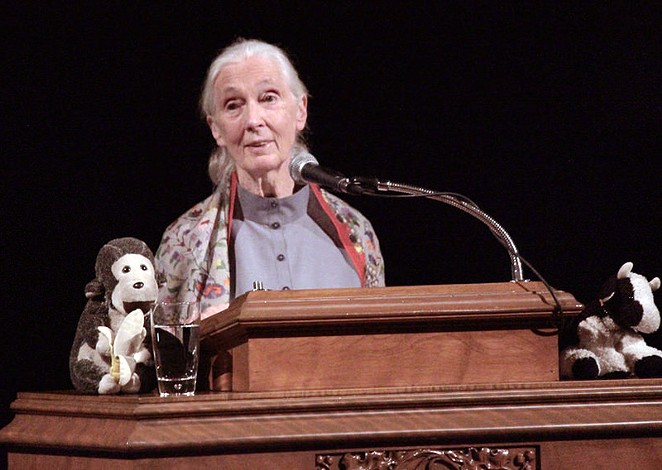 Jane Goodall's lecture at Trinity University sold out within an hour. - ALEX RAMIREZ