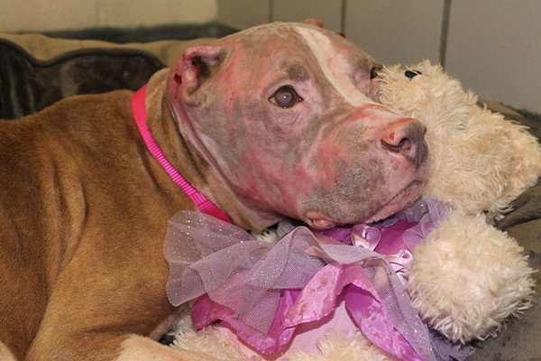 Rosie the pit bull recovers after being doused with acid in July. - COURTESY