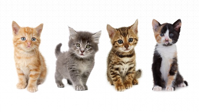 UberKittens Are Coming to SA