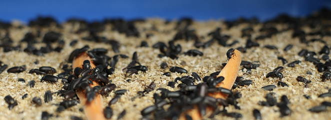 Manna Foods' protein powder is made with darkling beetles. - COURTESY OF MANNA FOODS