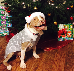 Remember Rosie? She's Got a New Home, Just in Time for Christmas