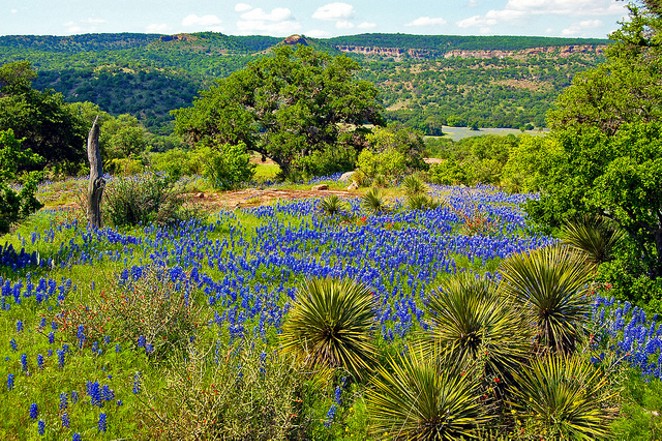 Bluebonnets are a common sight in the Texas Hill Country. - Flickr Creative Commons/Jerry and Pat Donaho