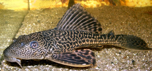 A suckerfish, also known as Hypostomus plecostomus, was found in a Southeast Side apartment. - Wikimedia Commons