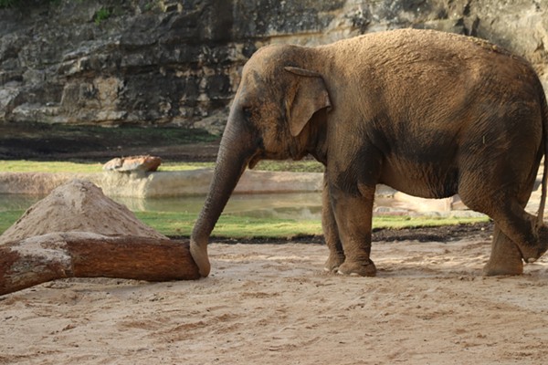 This is Nicole. The San Antonio Zoo's new elephant. - San Antonio Zoo