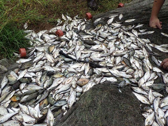 Stormwater Runoff Killed More Than 12,000 Fish At Espada Park