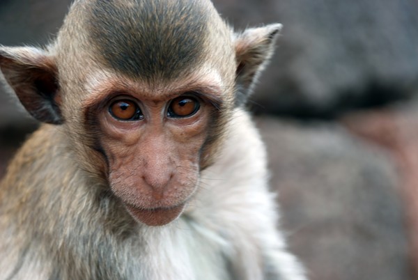 Feds Fine South Texas Research Facility For 13 Primate Deaths in 2014