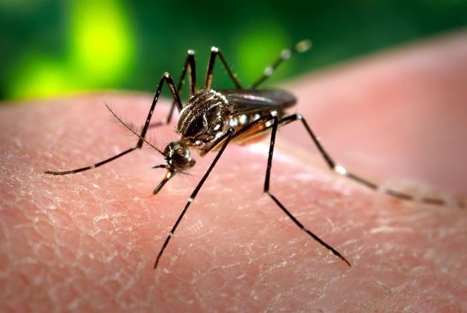 Zika File: Global Warming is Driving 'Neglected' Tropical Diseases Our Way