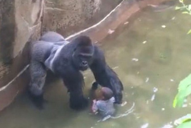 This is Harambe, a gorilla from the Cincinnati Zoo that was shot and killed in June after a small boy fell into its enclosure. The deceased primate is tied with Green Party presidential nominee Jill Stein in a recent Public Policy Polling survey. - YouTube screengrab