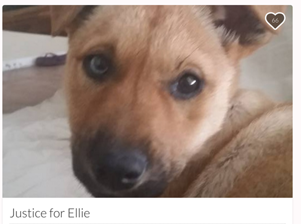 James Plant says video of his dog Ellie being mutilated was shared via social media about a week after she went missing near a Waco-area dog park. - screenshot via gofundme.com