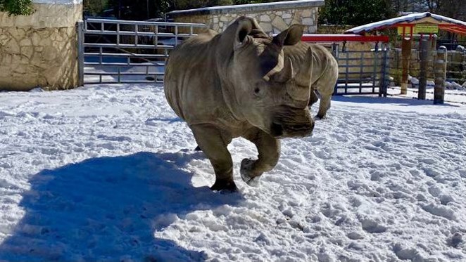 The San Antonio Zoo shared photos of its animals playing in the snow. - TWITTER / SAN ANTONIO ZOO, AC SPECIALIST KERIAN