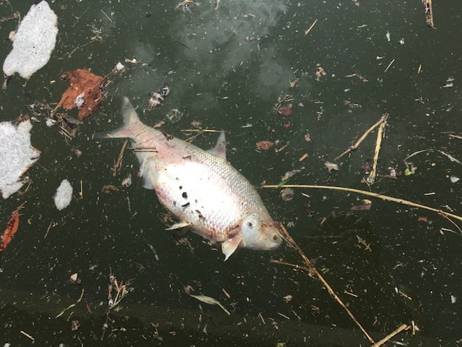 River Authority investigating deaths of fish in San Antonio River due to freezing temperatures