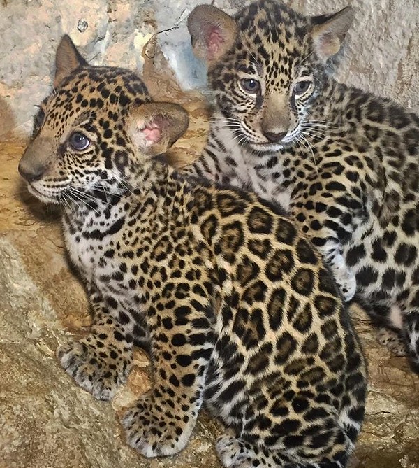 Tony Parker Named the San Antonio Zoo's Newest Jaguar Cubs (3)