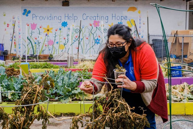Anna-Lisa Esquivel, a project coordinator for Catholic Charities of San Antonio, picks through plants lost during the winter storm. - CHRISTOPHER LEE / TEXAS TRIBUNE