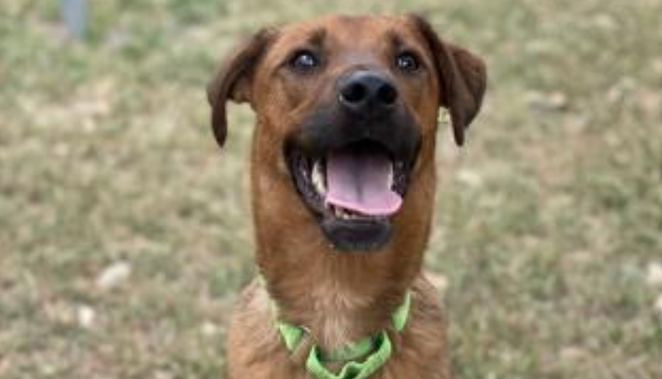 Labrador Retriever mix Aristotle is one of the dogs available for adoption. - COURTESY / ANIMAL DEFENSE LEAGUE OF TEXAS