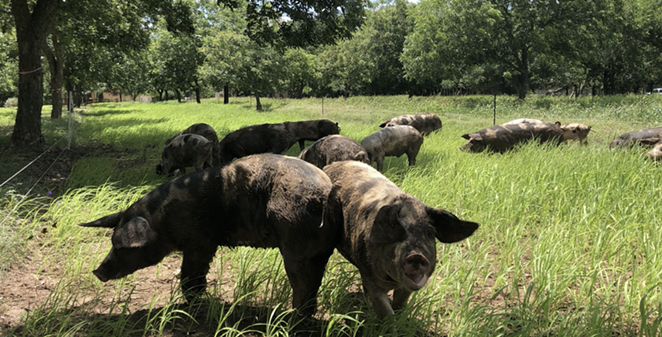 SA’s Chef Cooperatives is holding Carnitas for a Cause, a special remote event to benefit nearby Zanzenberg Farm. - COURTESY / CHEF COOPERATIVES