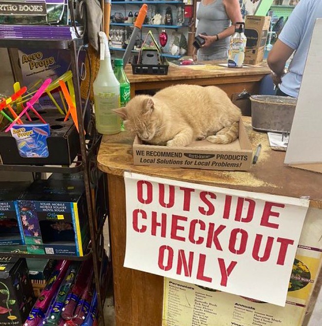 Rainbow Gardens' resident cat Moose has been featured on by social media behemoth Bodega Cats. - TWITTER / BODEGACATS_