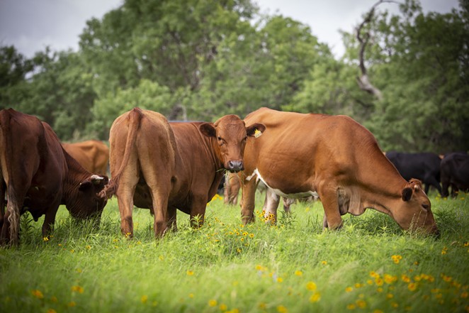 San Antonio-based grocery company H-E-B is now selling sustainable beef from Wholesome Meats. - PHOTO COURTESY WHOLESOME MEATS