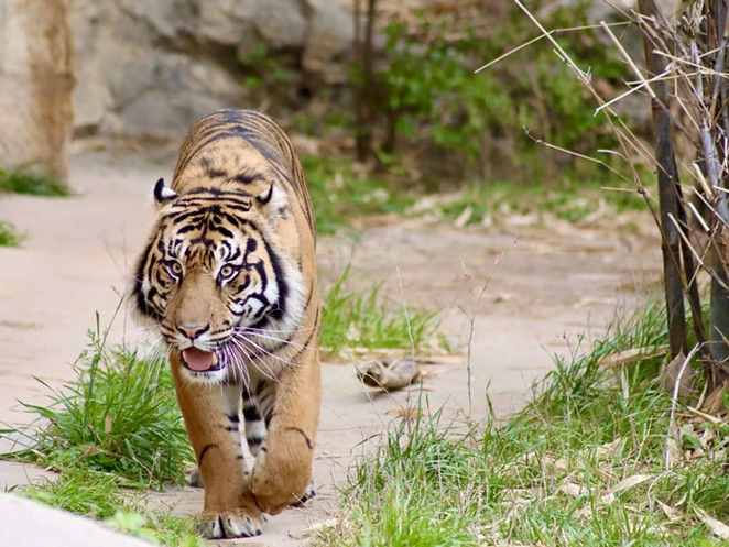 The zoo's Sumatran tigers will be among the first animals to receive the Zoetis COVID-19 vaccine. - COURTESY OF SAN ANTONIO ZOO