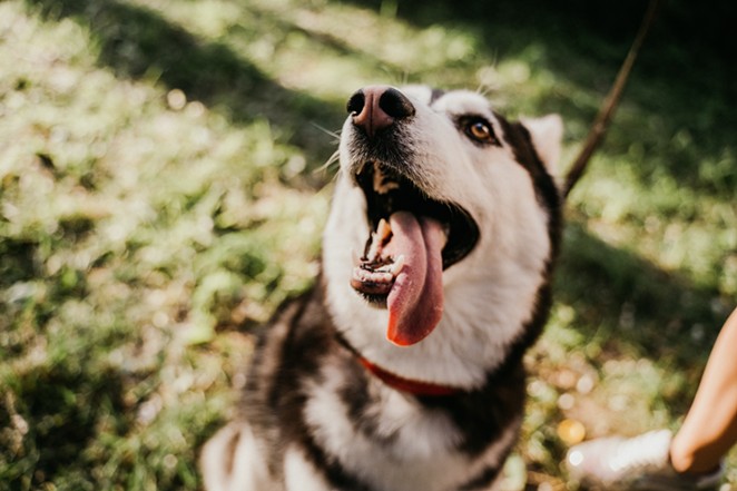 A new law that will make the unlawful restraint of a dog a crime in Texas will go into effect in January. - PEXELS / ANNA TARAZEVICH