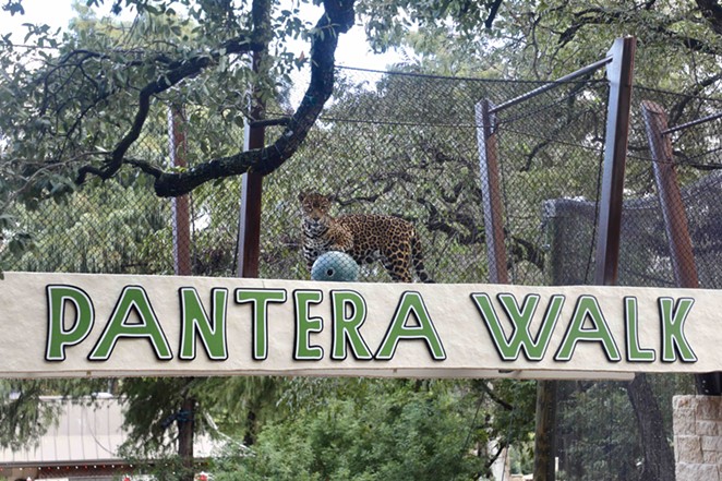 Neotropica includes an overhead walk that allows the zoo's jaguars to move between two different habitats. - Courtesy of San Antonio Zoo
