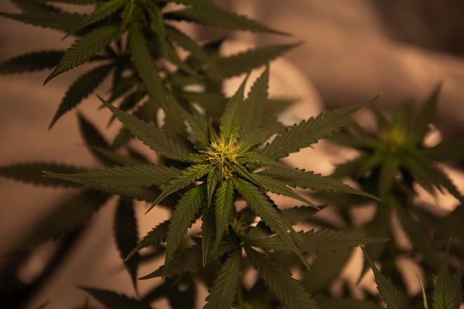 New Mexico legalized recreational marijuana on April 1. - Washarapol D BinYo Jundang / Pexels