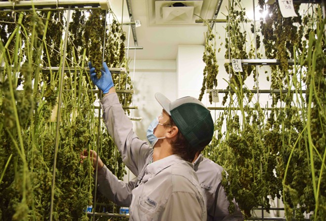 Workers at approved cannabis supplier Texas Original Compassionate Cultivation examine harvested buds. - Courtesy Photo / Texas Original Compassionate Cultivation