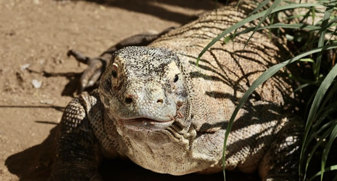 Bubba, a 28-year-old endangered Komodo dragon, passed away this week. - Instagram / sanantoniozoo