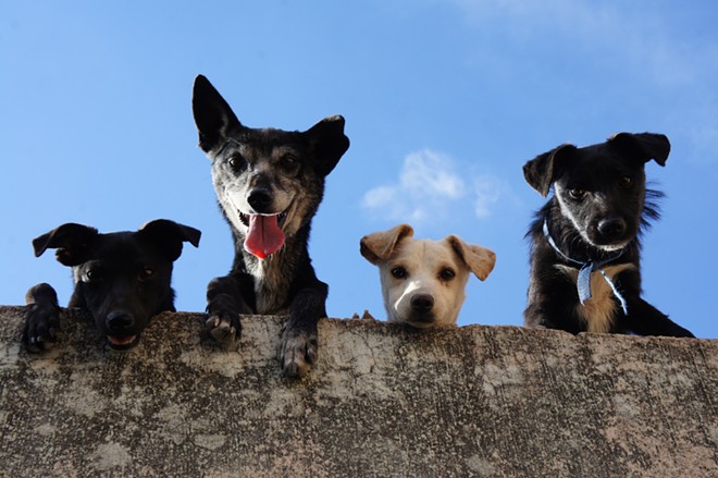 National Dog Day is this Friday, Aug. 26. - Pexels / Edgar Daniel Hernández Cervantes