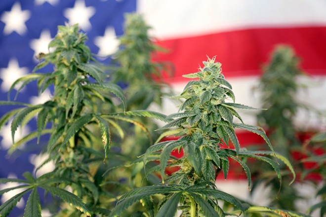 Cannabis remains illegal at the federal level. - Shutterstock / mikeledray