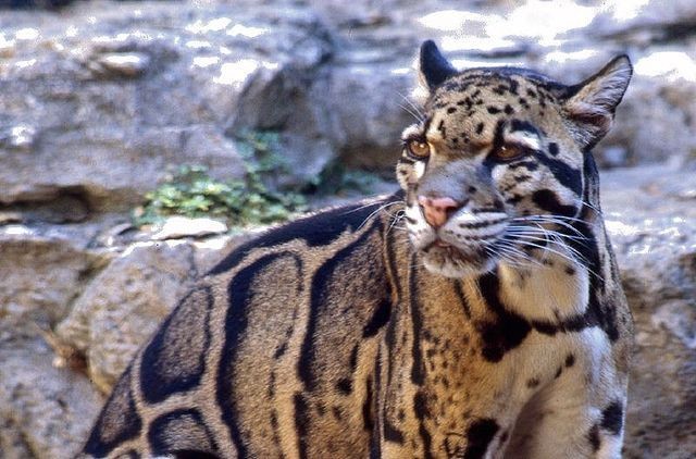 Clouded leopards have large canine teeth and can take down prey such as small deer and wild boar, according to the Smithsonian's National Zoo & Conservation Institute. - Wikimedia Commons / Vearl Brown