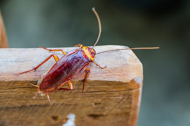 Last year, the most popular cockroach names were Jacob and Sarah. - Shutterstock / luis2499