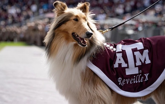 Texas A&M at College Station is known for students and alumni who revere a collie named Reveille and for traditions that date back over 100 years. - Instagram / missrvex