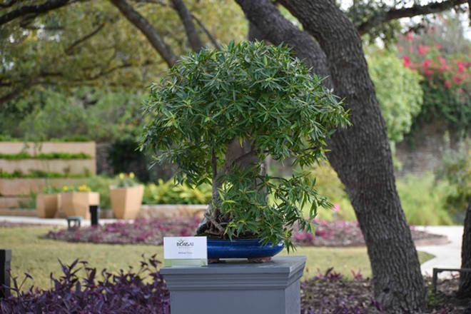 Established in 1973, the Bonsai Society is dedicated to promoting participation and enjoyment of bonsai. - Courtesy Photo / San Antonio Botanical Garden