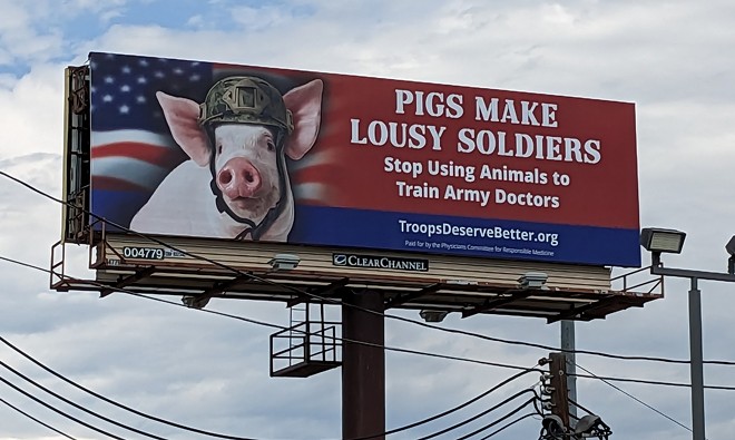 Emergency medicine residents use live pigs to practice 46 invasive procedures in a training course, according to the Physicians Committee. - Courtesy / The Physicians Committee