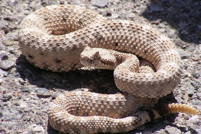Woman Finds Four-foot Rattlesnake Near Home Outside of San Antonio, Kills it With Shotgun