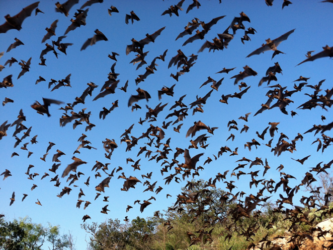 Mexican Free-tailed bats flying out of Bracken Cave - Flickr, U.S. Fish and Wildlife Services