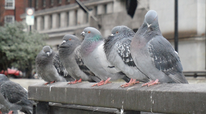 Texas Tech Wants to Give Campus Pigeons Birth Control