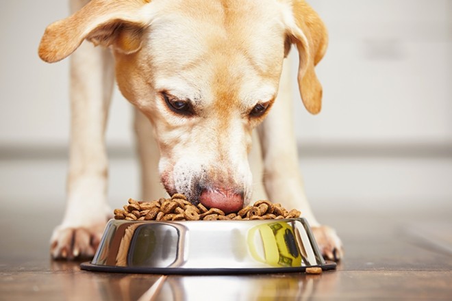 Dry dog food made in Texas has been recalled due to potential Salmonella contamination. - Shutterstock