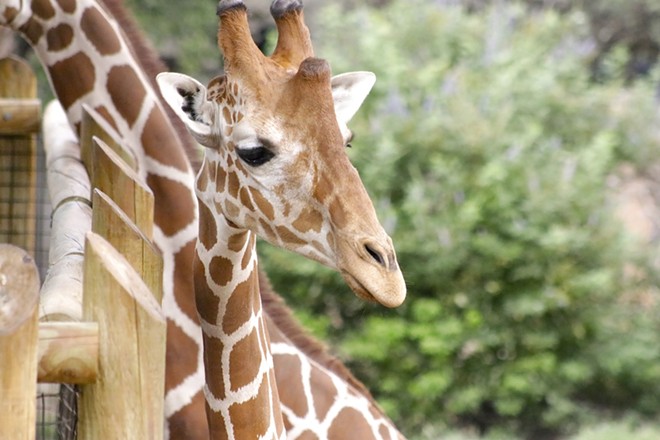 A new barn with extra space will allow the zoo to begin a breeding program for its reticulated giraffes. - Courtesy Photo / San Antonio Zoo