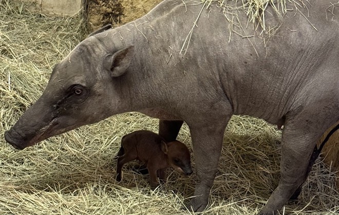 First-time mother Sula with her new born babirusa. - Courtesy of San Antonio Zoo