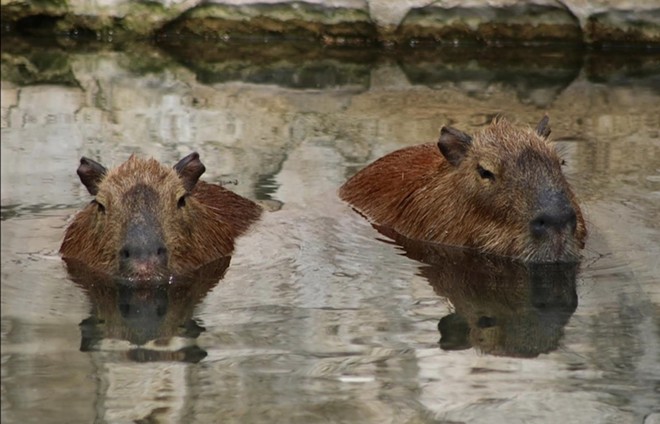 Ginny and Luna are the first capybaras to reside at the San Antonio Zoo since 2018. - Facebook / San Antonio Zoo