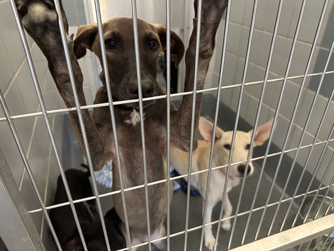 Two dogs housed at ACS peer out of their cage. - Michael Karlis