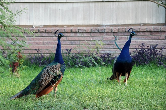 Wild peacocks roam around a front yard in San Antonio. - Shutterstock / Katharine Tamez