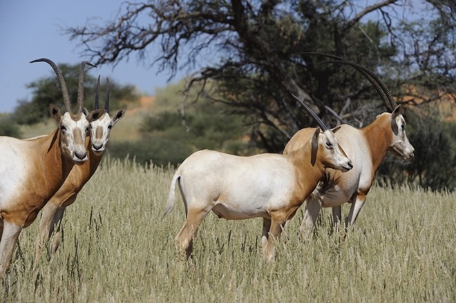 The scimitar-horned oryx is extinct in the wild, although a few thousand exist on private game reserves and zoos around the world. - Shutterstock / Wolf Avni