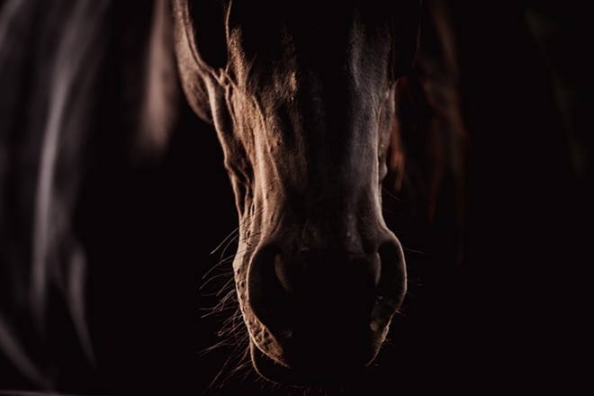 The suspect was reportedly taken into custody after a homeowner caught him "making thrusting motions" while standing behind her horse. - Shutterstock / Liza Myalovskaya