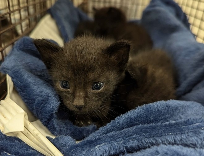 One of the many kittens from SAPA! that is currently seeking a foster parent. - Courtesy of SAPA!