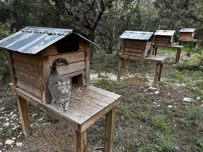 A cat stands on the porch of his kitty home at Bulverde's Bear Den Cat Sanctuary earlier this year. - Michael Karlis