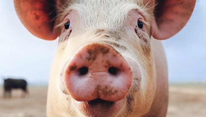 A large pig much like this one is living in abandoned house in Southeast Bexar County and subsisting on scraps fed to her by neighbors. - Shutterstock / TXKing