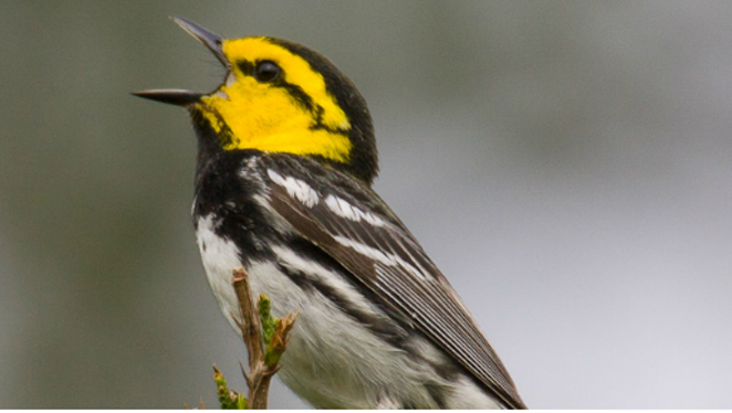 The golden-cheeked warbler only nests in central Texas ash-juniper and oak trees from March to July. -  U.S. Fish and Wildlife website